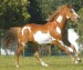 American Paint Horse.jpg